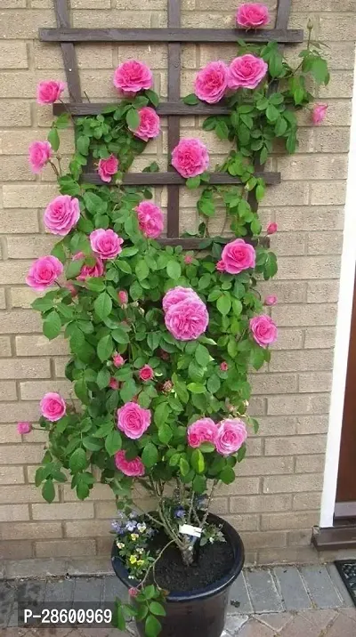 Platone Rose Plant Rose plant R21-thumb0