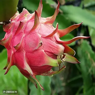 Platone Dragon Tree Red dragon fruit plant