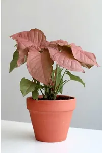 Platone Syngonium Plant SYNGONIUM PLANT-thumb1