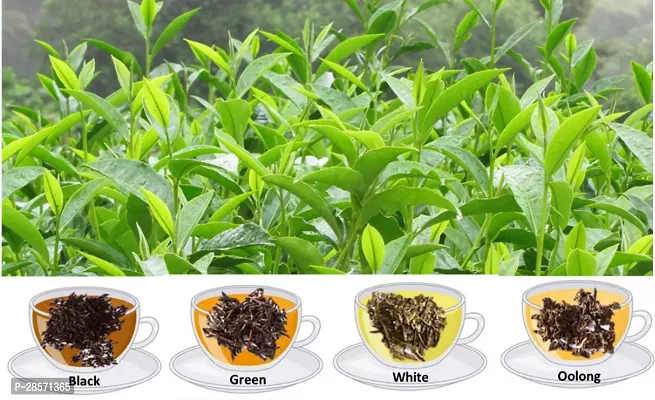 Platone Tea Plant Tea PlantA01