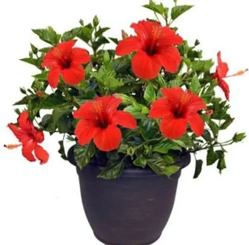 Best Selling Plant & Planters 