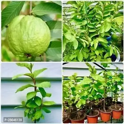 Platone Guava Plant GUAVA PLANT B44