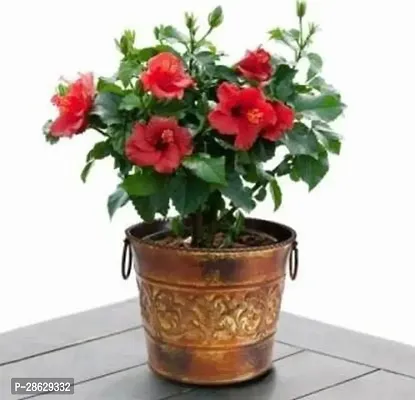 Platone Hibiscus Plant Gudhal Plant, Hibiscus flower, Hibiscus rosa-sinensis Flower Plant (1 Healthy Plant)