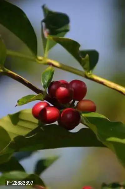 Platone Coffee Plant HybridNatural Coffee Tree Plant