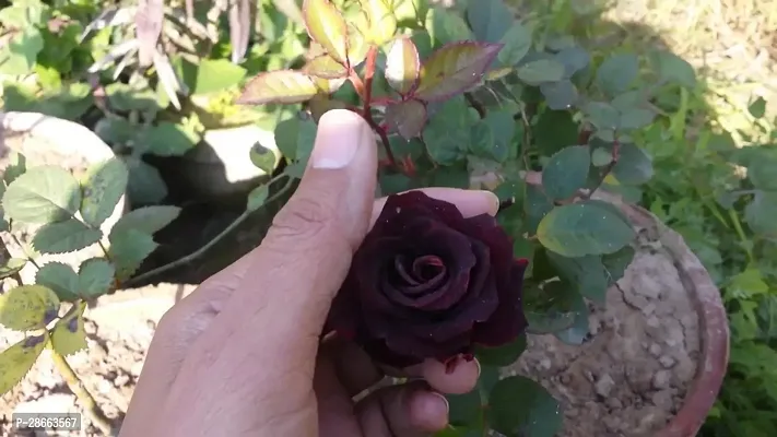 Platone Rose Plant Unique Black Rose Plant CF8008311-thumb0