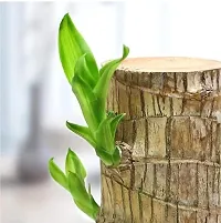 Brazil Bamboo Long Live Plant without Pot-thumb4