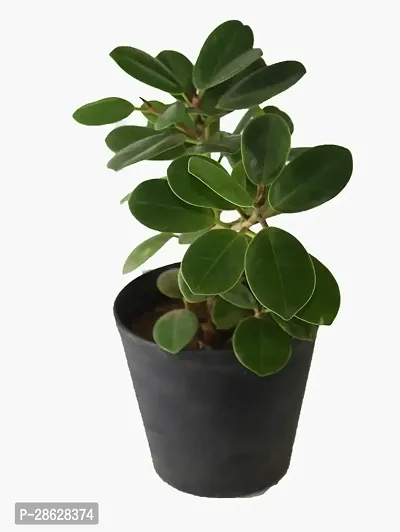 Platone Ficus Plant Ficus Plant 01-thumb0