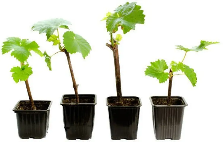 Best Selling Plant & Planters 