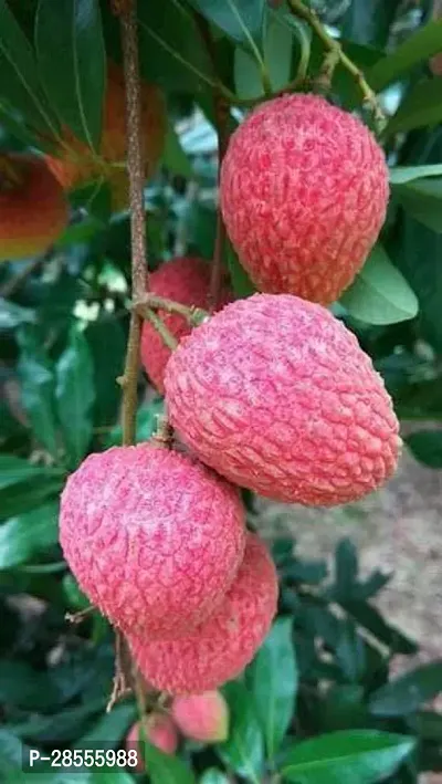 Platone Litchi Plant LGG11