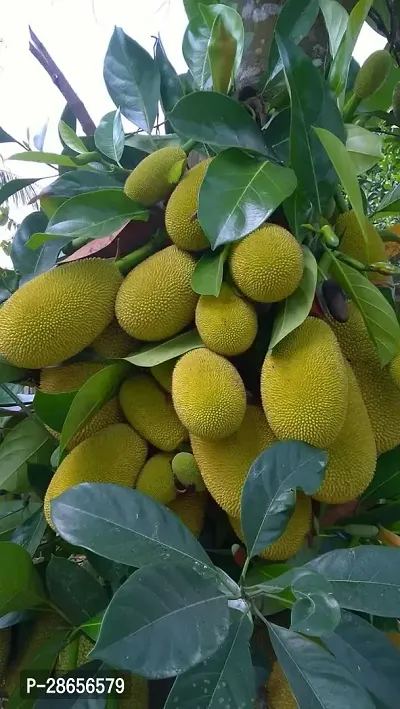 Platone Jack Fruit Plant Jackfruit Plant