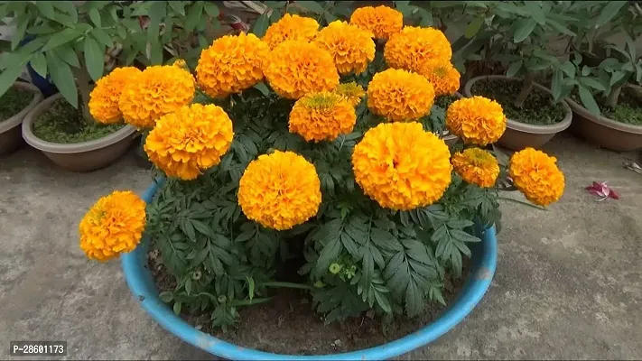 Platone Marigold Plant ecoworldsMarigold Plant