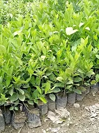 Platone Lemon Plant All Time Seedless Pati lemon Variety Fruit (Air layeredGrafted) Live PlantsTree(1-1.5 Ft Size)-thumb2