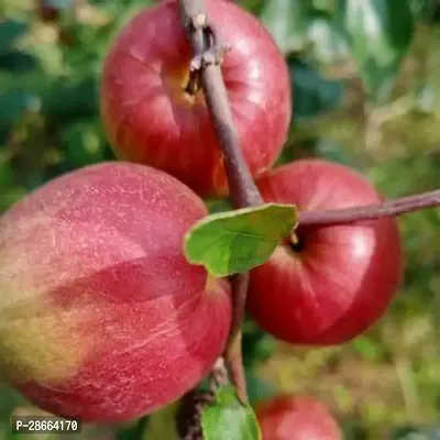 Platone Ber Apple Plant Sundari Apple Ber Live Plant. CF1-thumb2