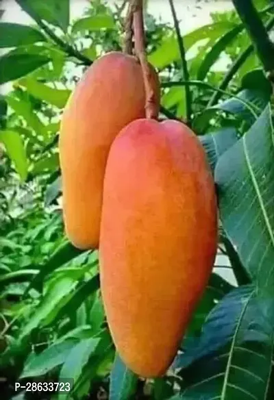 Platone Mango Plant Hybrid Rare Thailand Variety Mango Live Plant. Thai banana Shaped mango.CF00991-thumb0