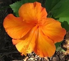 Platone Hibiscus Plant Orange HibiscusGudhal BeautifulOrnamental Flower-thumb1