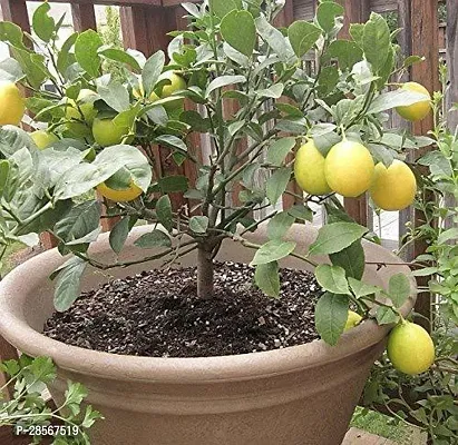 Platone Lemon Plant Lemon plant 39-thumb0