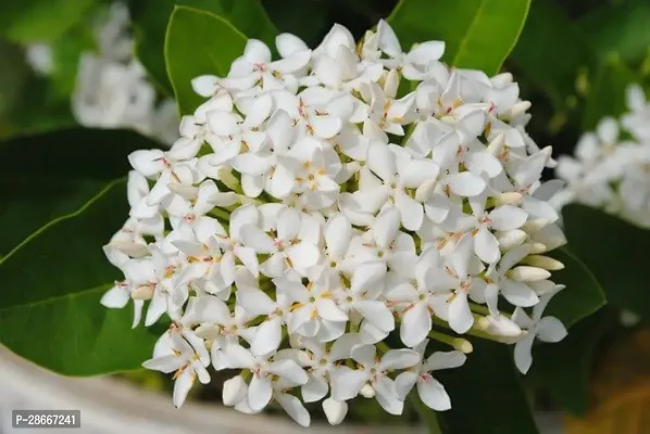 Platone MadhumaltiRangoon Creeper RanganIxora Flower Plant (01)