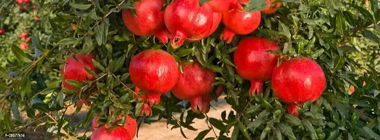 Platone Pomegranate Plant n11