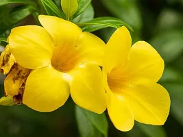 Platone Almond Plant Allamanda flower plant-thumb1