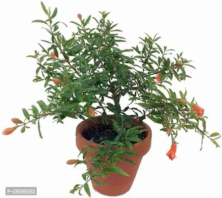 Platone Pomegranate Plant Pomegranate Plant-thumb0