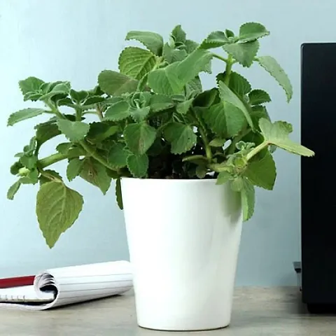 Trendy Plant & Planters 