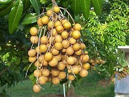 Platone ZZ Plant Aash Fol PlantLongan Plant-thumb1