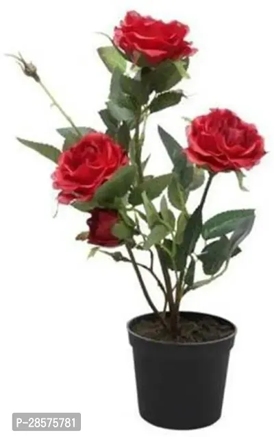 Platone Rose Plant Red rose plant with plastic pot-thumb0