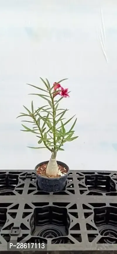 Platone Adenium Plant adenium plant 790-thumb0