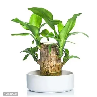 Brazil Bamboo Long Live Plant without Pot