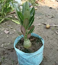 Platone Adenium Plant Adenium flower plant Live Plant outdoor-thumb1