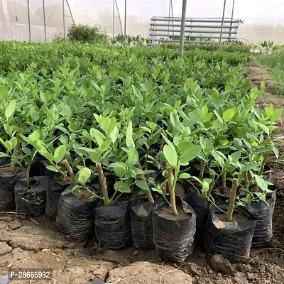 Platone Lemon Plant Lemon55