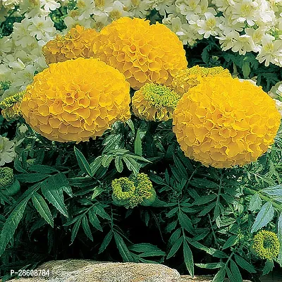 Platone Marigold Plant BALUB-719-thumb0