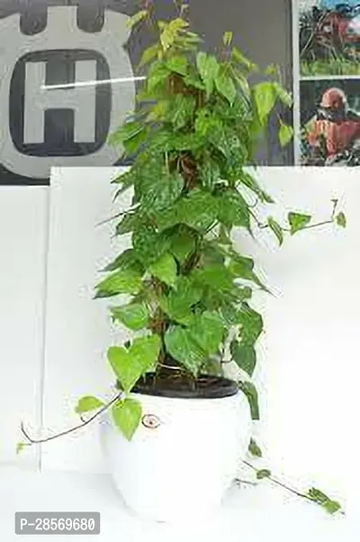 Platone Money Plant MONEY PLANT OUY