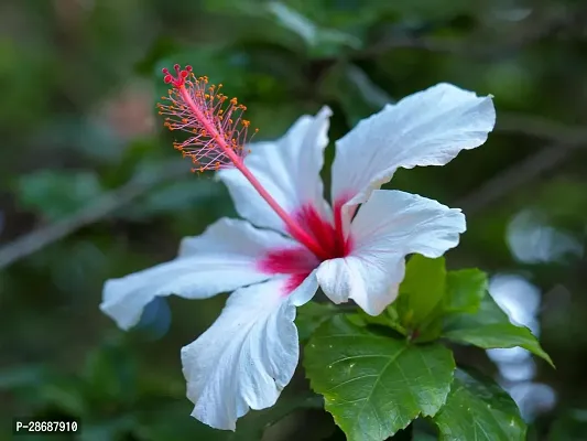 Platone Hibiscus Plant WHITE HIBISCUS 1-thumb0