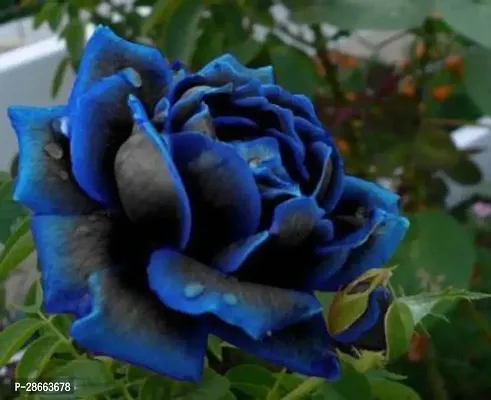 Platone Rose Plant Unique Blue Rose Plant CF50035