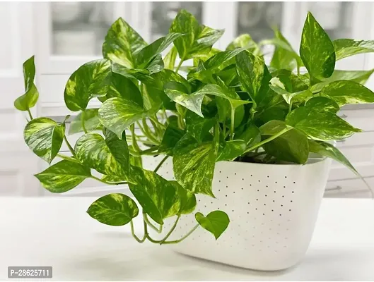 Platone Money Plant Indoor Money Plants