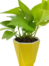 Platone Money Plant Golden Money Plant with Yellow Pot-thumb1