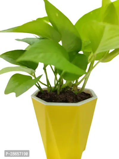 Platone Money Plant Golden Money Plant with Yellow Pot-thumb2