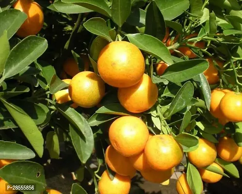 Platone Lemon Plant KUMQUAT TREES Lemon Plant