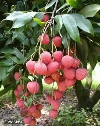 Platone Litchi Plant India Litchu plant