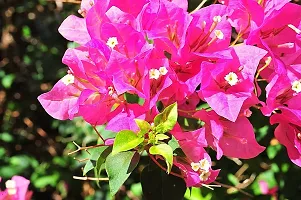 Platone Baugainvillea Plant Baugainvillea Plant-thumb2