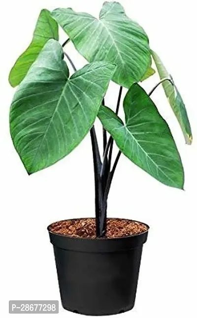 Platone ZZ Plant Saraswati Gardens Live Grren AlocasiaElephant Ear IndoorOutdoor Decorative Plant 1 Healthy Live Plant With Plastic Bag