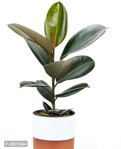 Platone Rubber Tree Rubber hybrid plant-thumb0