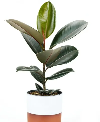 Hot Selling Plant & Planters 