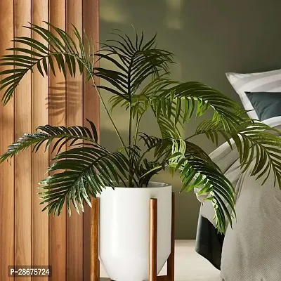 Platone Areca Palm Areca Palm ag 07