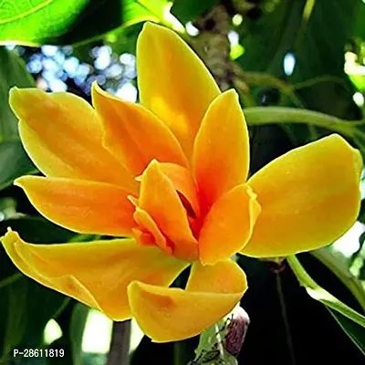 Platone Golden Champa Plant Son Champa Magnolia champaca Flower Plant-thumb0