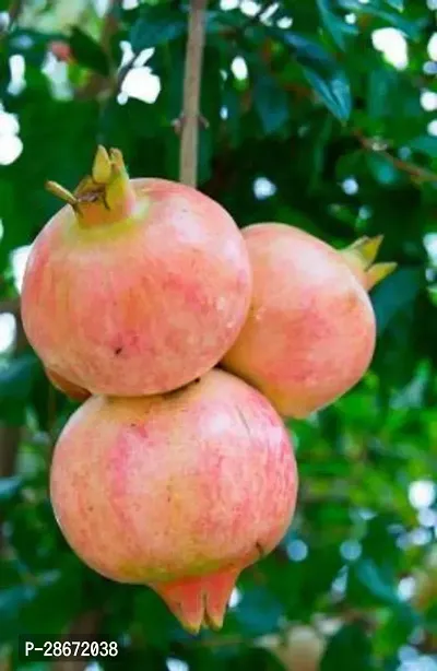 Platone Pomegranate Plant POMEGRANATE-HEALTHY;SEEDLING;AMAR-thumb0