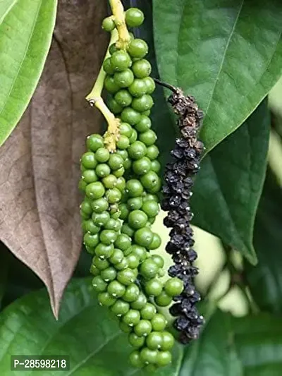 Platone Pepper Plant VG- BLACK PEPPERKALI MIRCH PLANT