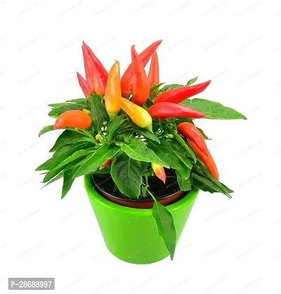 Platone MirchChilli Plant RS-chili10