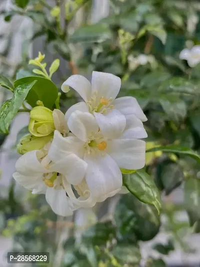 Platone Murraya Paniculata Plant Murraya Paniculata Kamini Flower Plant CF003511